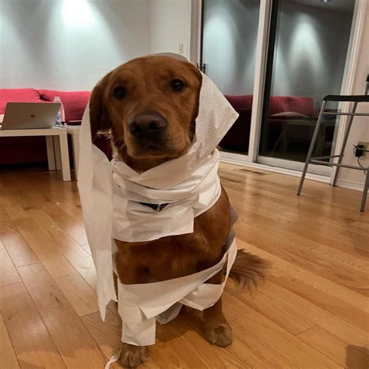 A Friendly Companion: The Ultimate Human Golden Retriever Costume