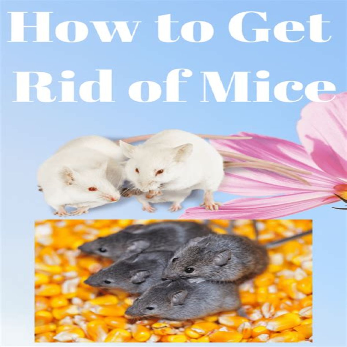 Cinnamon: The Natural Solution To Get Rid Of Mice