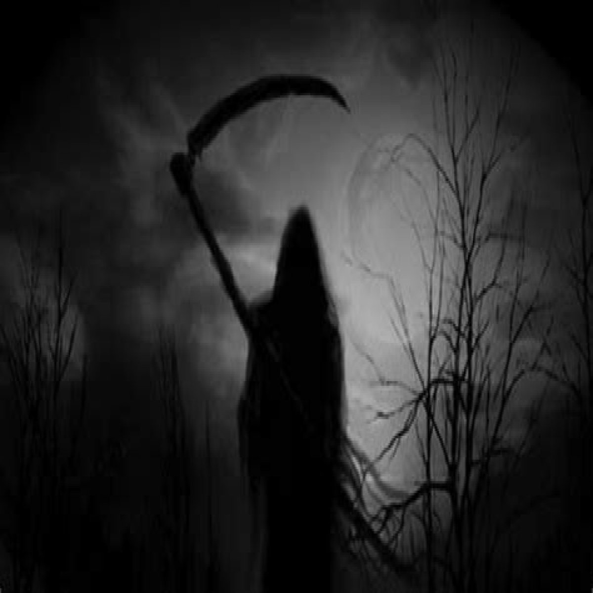 Discover The Eerie Bird: An Omen Of Death