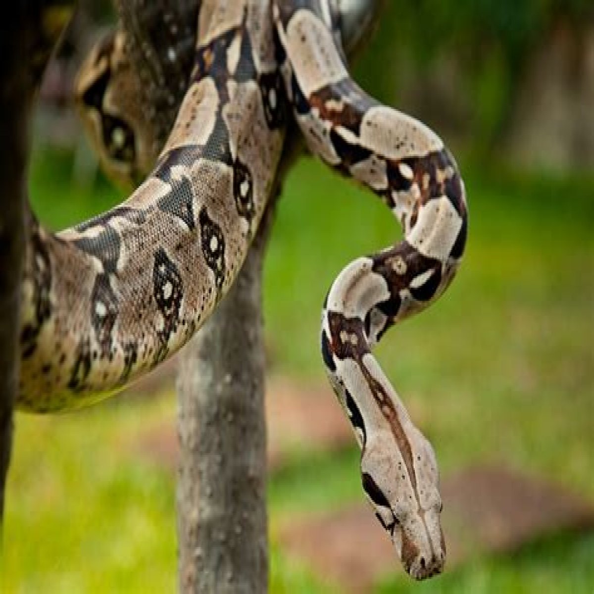 Discovering The Allure Of The White Boa Snake
