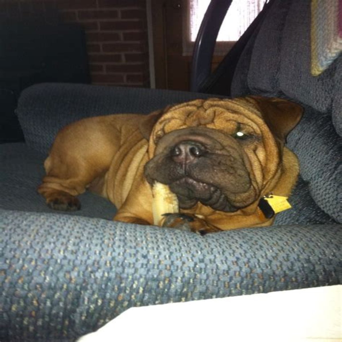 Discovering The Unique Blend: English Bulldog Mixed With Shar Pei
