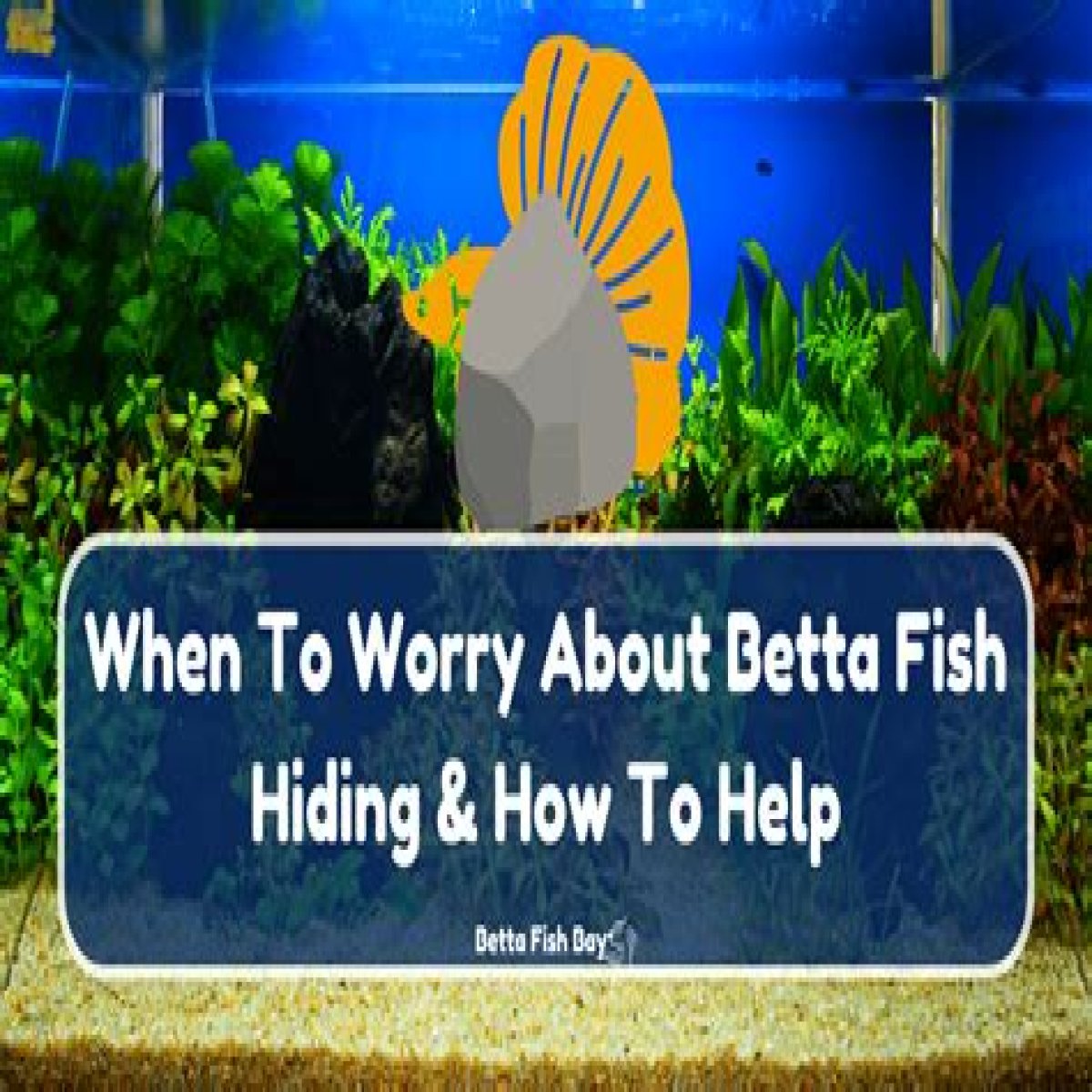 Essential Guide To Betta Fish Hiding Spots For A Happy Aquarium