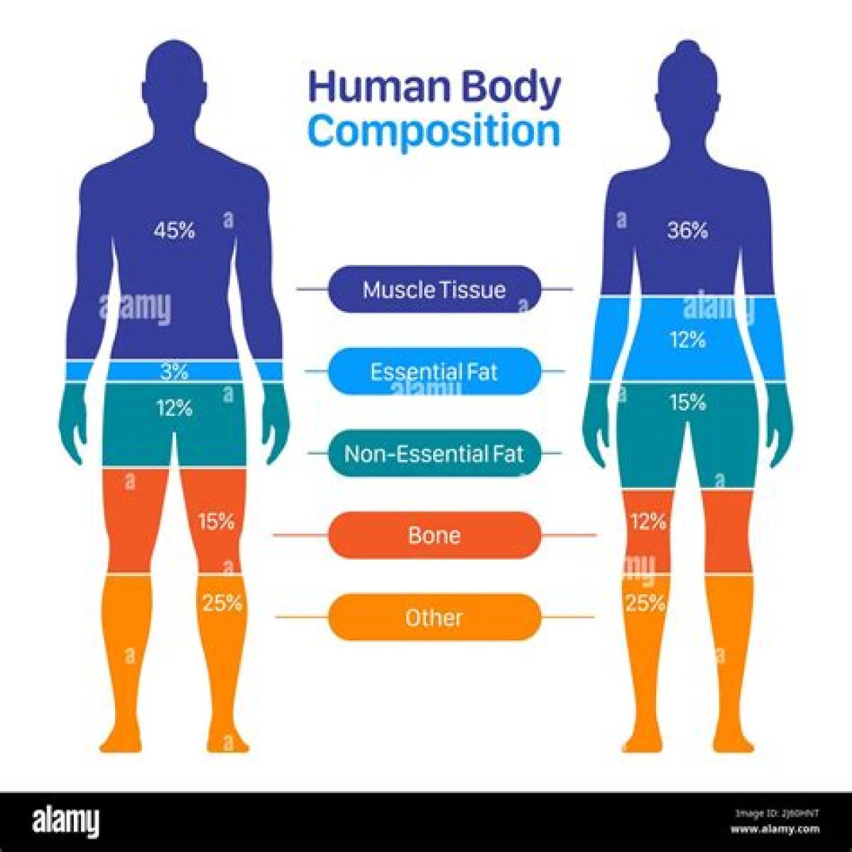 Master A Healthy Body Composition And Image