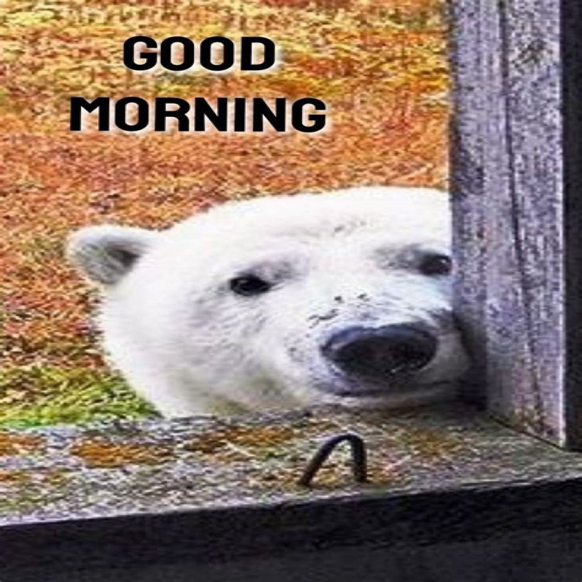 Mesmerizing Good Morning Memes To Brighten Your Day