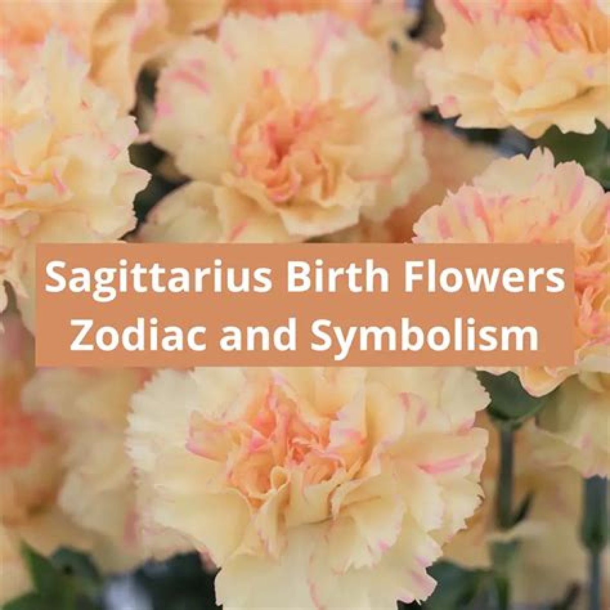 Sagittarius Zodiac Flower: The Symbolism And Significance Behind The Bloom