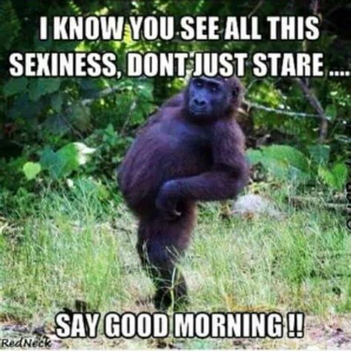 Start Your Day With A Smile: Exploring Good Morning Funny Memes