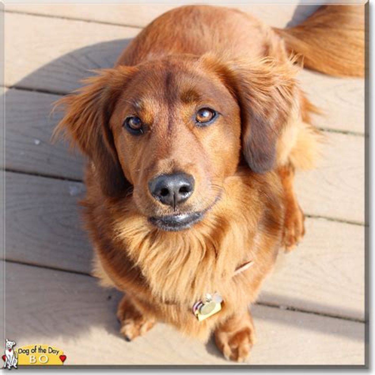 The Enchanting Mix Of Wiener Dog And Golden Retriever