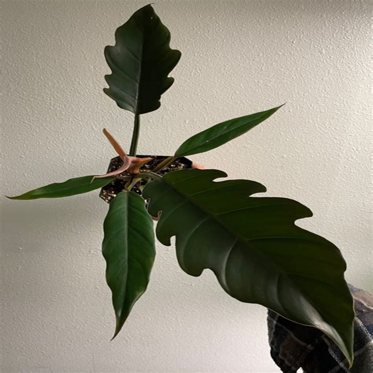Tissue culture (TC) Philodendron Caramel Marble / Pluto Live Plant Well Rooted for Sale