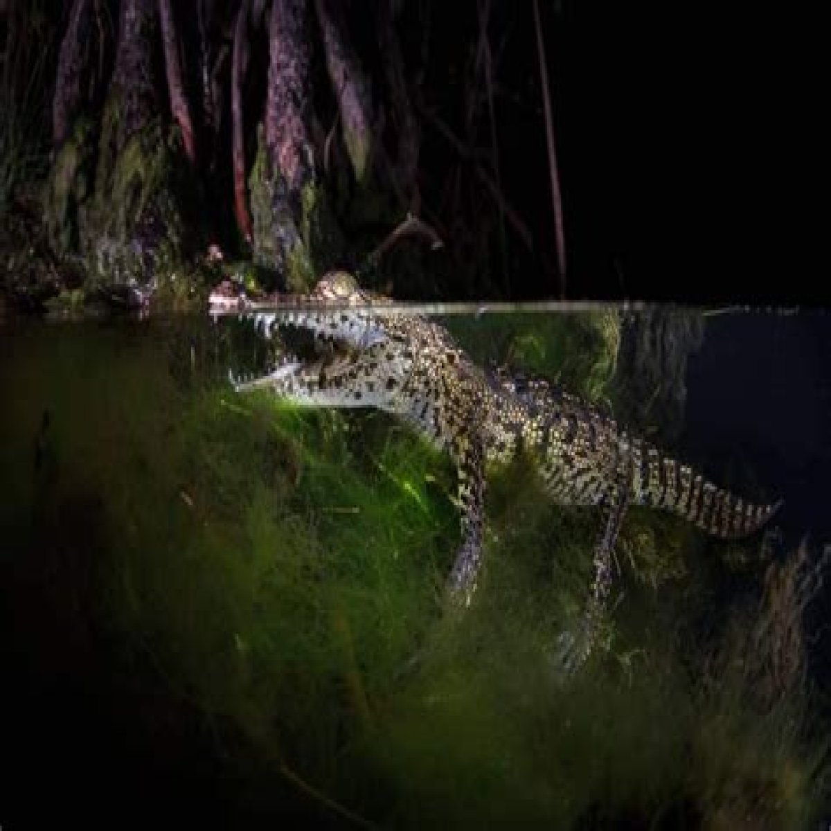 Understanding Alligator Tears: A Deep Dive Into The Sample Phenomenon