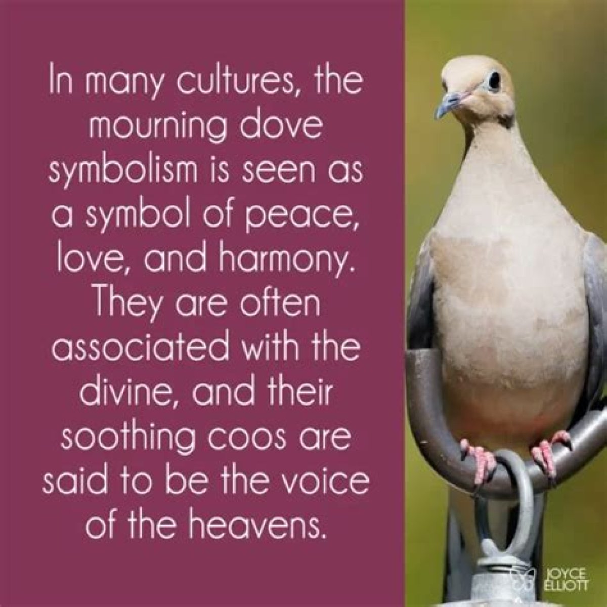 Understanding The Bird That Signifies Death: Cultural Interpretations And Symbolism