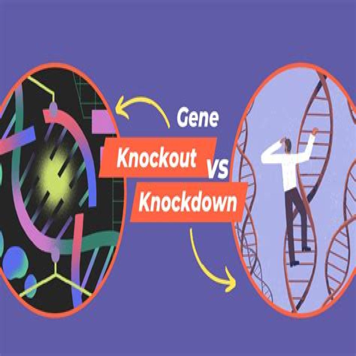 Unlocking The Secrets Of Gene Knock-Down: A Revolution In Genetic Research