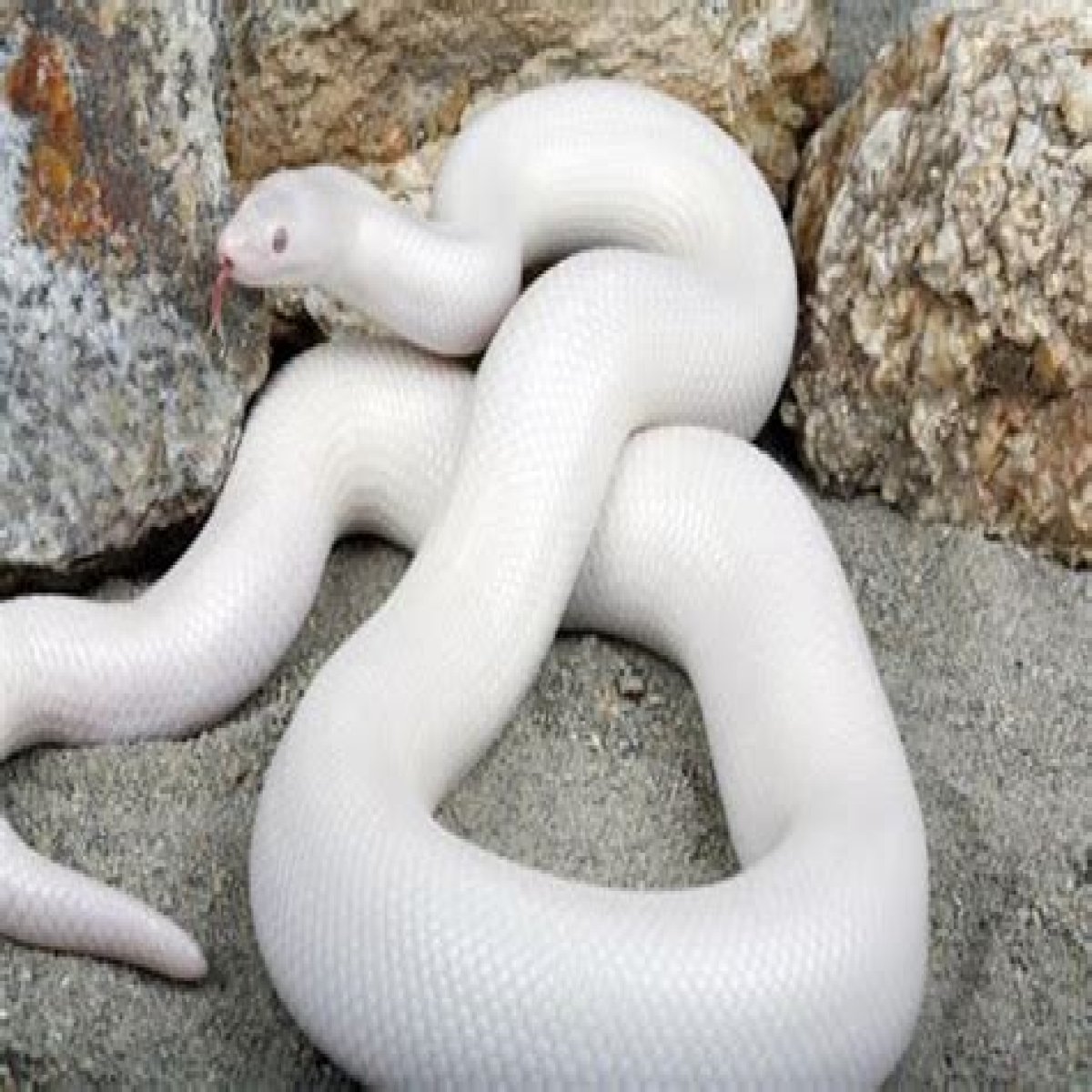 Unveiling The Mystique Of The White Boa Snake